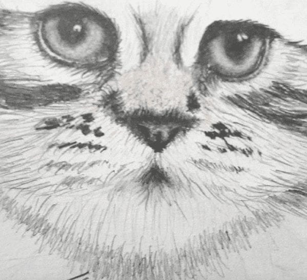 Drawing style - realistic kitten face