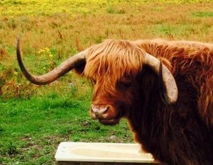 Not the Great Glen Way - Highland cow in Hertfordshire