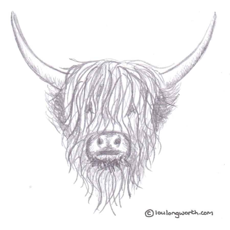 Albums 93+ Images how to draw a highland cow face step by step Superb
