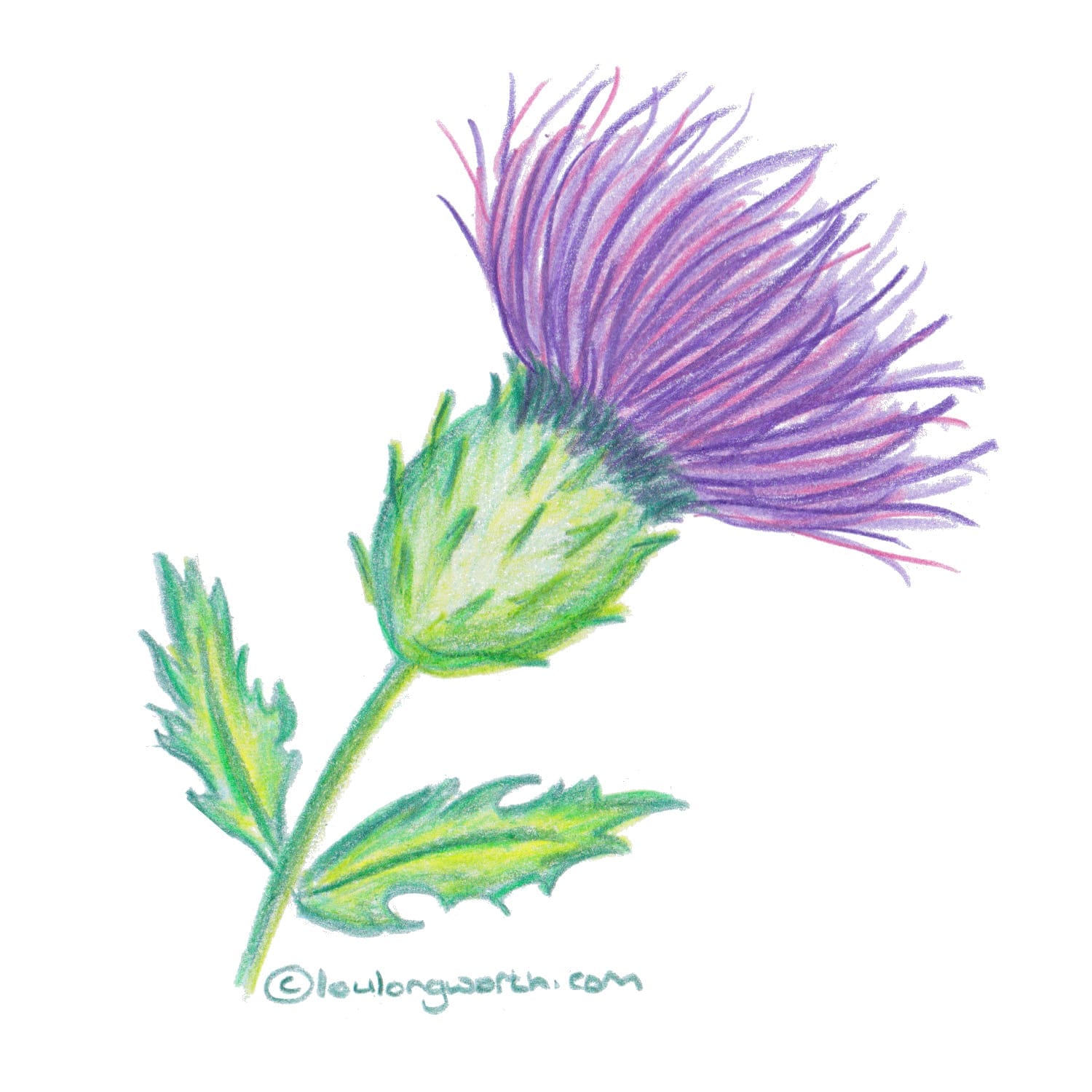 Scottish Themed Drawings thistle drawing in pencil