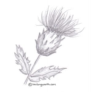Pencil drawing of thistle - Scottish themed drawings