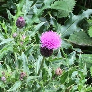 the inspiration for my scottish themed drawings of thistles