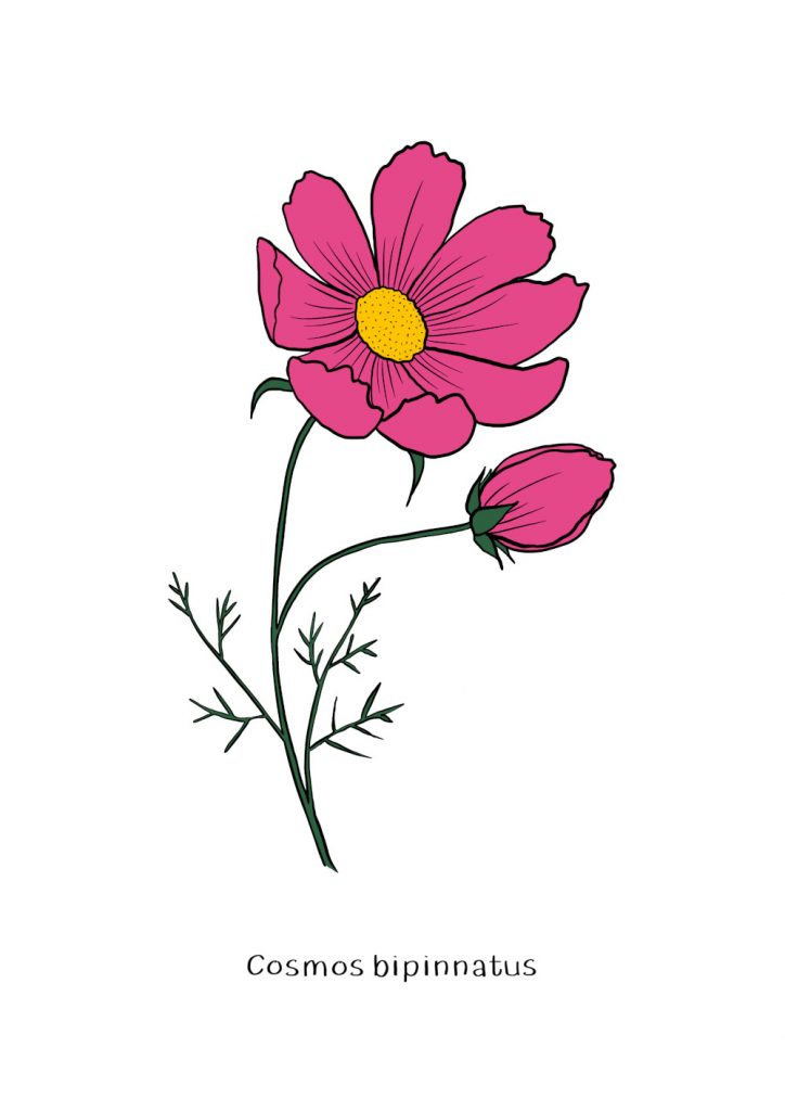 single cosmos flower illustration