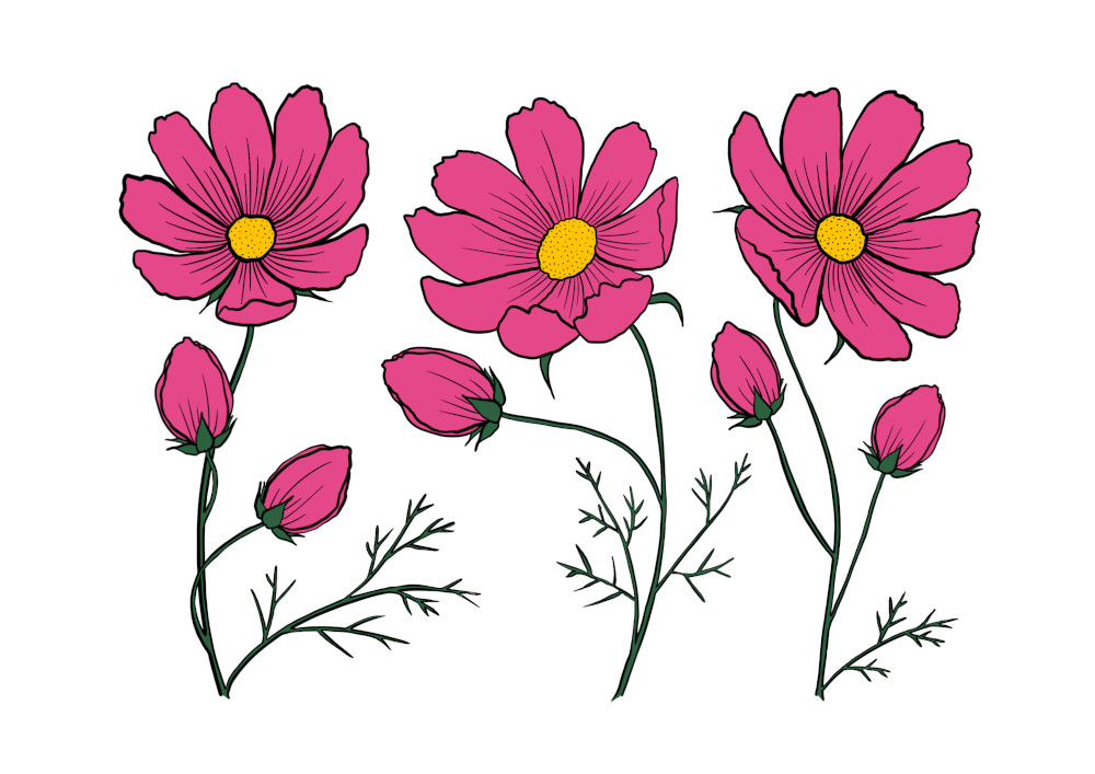 illustration of row of cosmos flowers